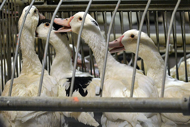 Nouvelle alrte de grippe aviaire dans un élevage lot-et-garonnais|Photo DR Nouvelle alrte de grippe aviaire dans un élevage lot-et-garonnais|Photo DR
