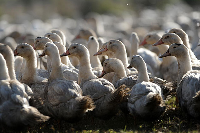 suspicion à Cancon : la menace se rapproche...|Photo DR suspicion à Cancon : la menace se rapproche...|Photo DR