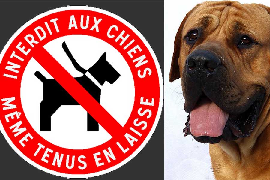 Même tenus en laisse, les chiens n'auront plus accès aux locaux accueillant du public...|Photomontage DR Même tenus en laisse, les chiens n'auront plus accès aux locaux accueillant du public...|Photomontage DR