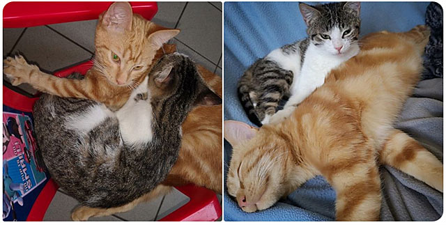 Emeline recherche son petit chat roux qu'elle n'a pas revu depuis dimanche...|Illustration DR Emeline recherche son petit chat roux qu'elle n'a pas revu depuis dimanche...|Illustration DR